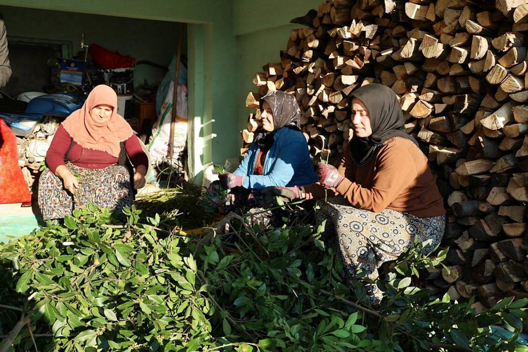 O köyün gelir kapısı: Pazarda kilosu 35 TL'den satılıyor! Hasat başladı, tezgahta bolluk yaşanıyor 3